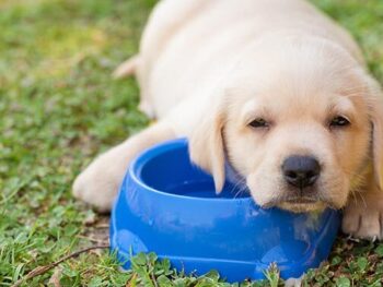 lab puppy drinking