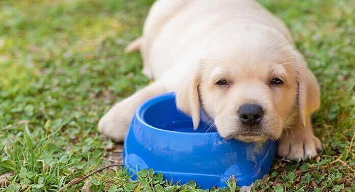 lab puppy drinking