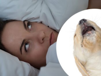 dog barking in the morning
