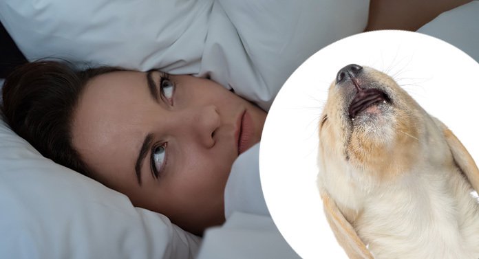 How To Stop My Dog From Barking In The Morning