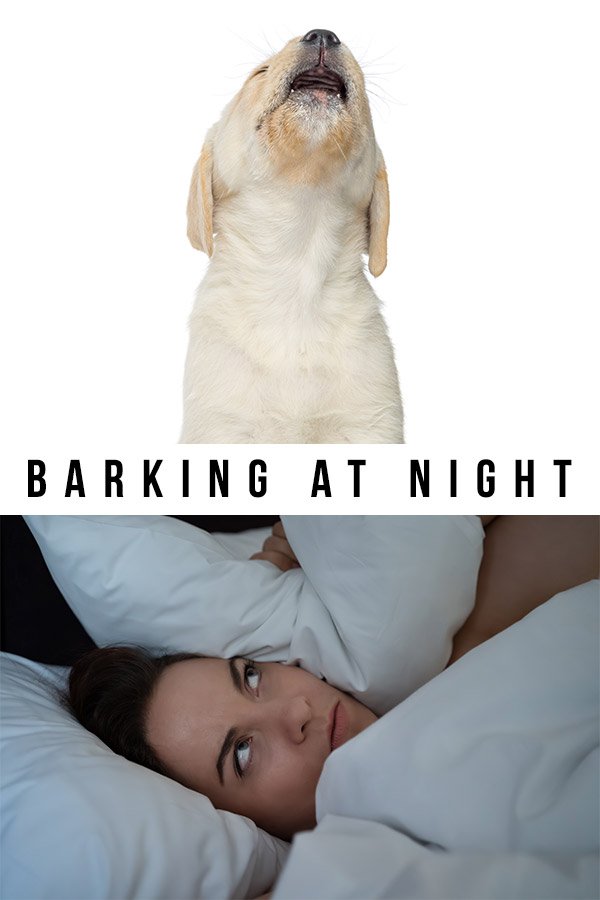 How To Stop My Dog From Barking In The Morning