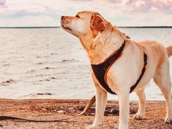 labrador in a harness