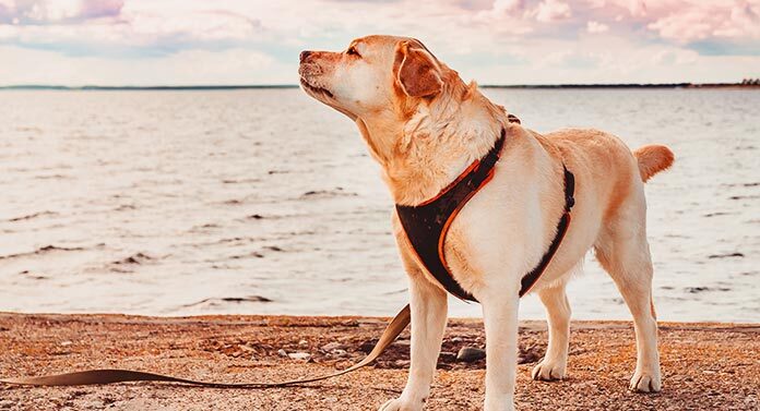 are dog harnesses better than collars