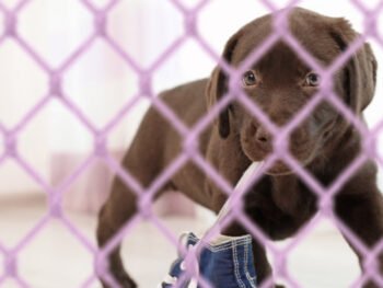 lab puppy in a playpen