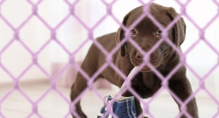 lab puppy in a playpen