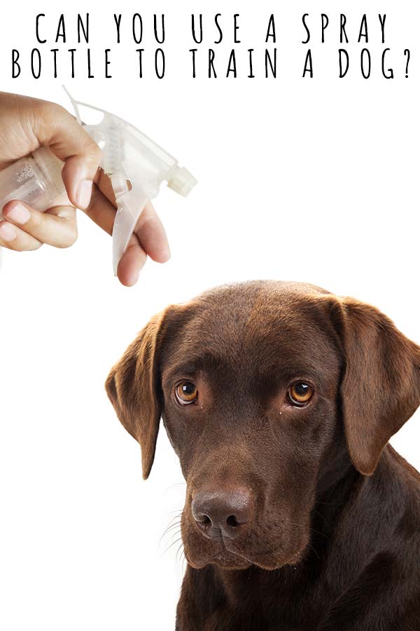 Spraying Water Bottle With Dog