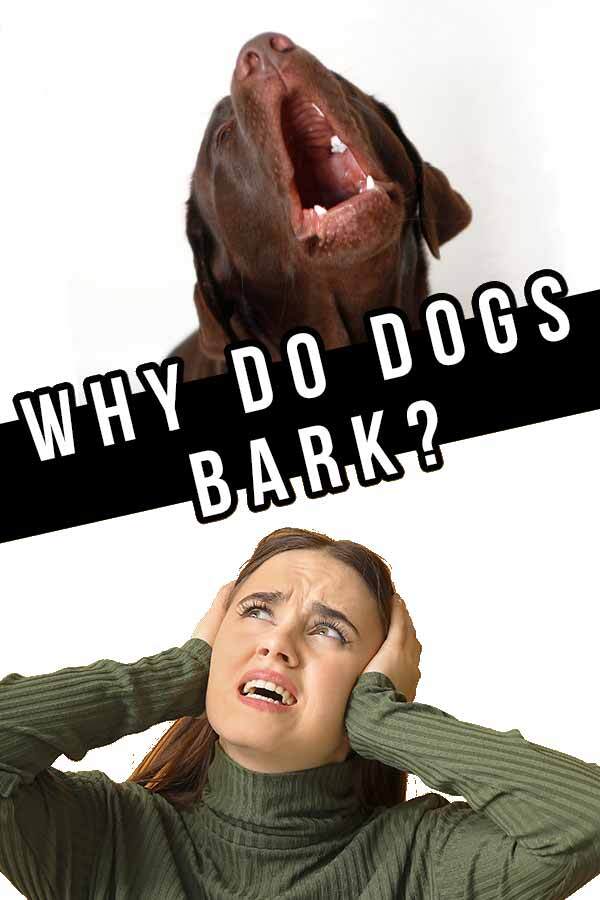 why do dogs bark instead of talk