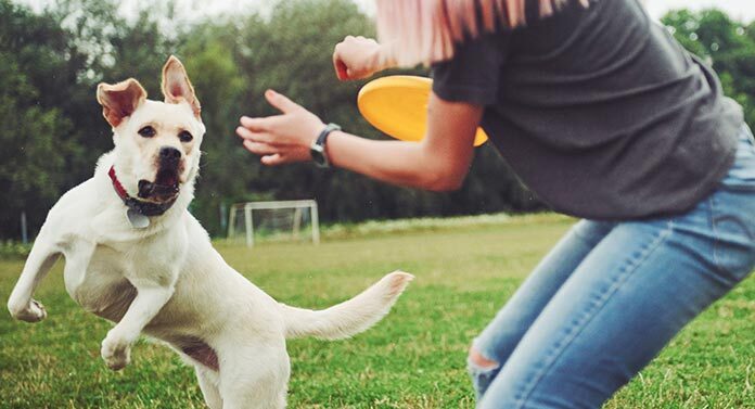 which is the most playful dog