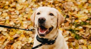 Dog Shock Collar - New Study Adds To Evidence That They Don't Work