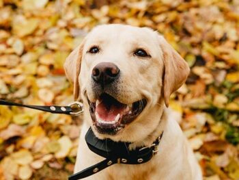 dog shock collar