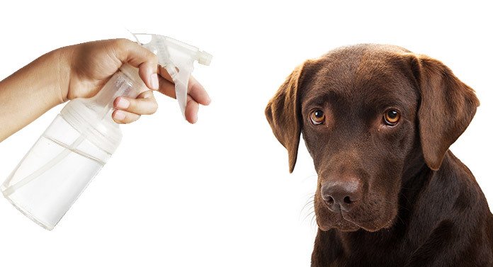 Dog with outlet bottle