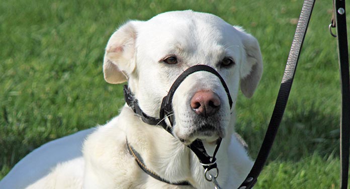 halti head collar and lead