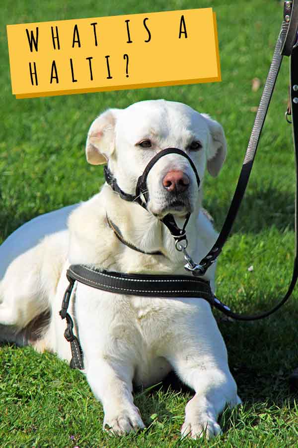 what is a halti for dogs