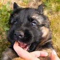 why do german shepherd puppies bite so much
