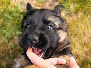 why do german shepherd puppies bite so much