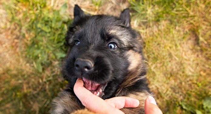 german shepherd puppy biting feet