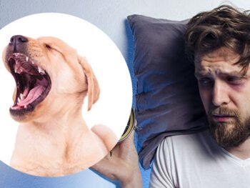 why do puppies cry at night