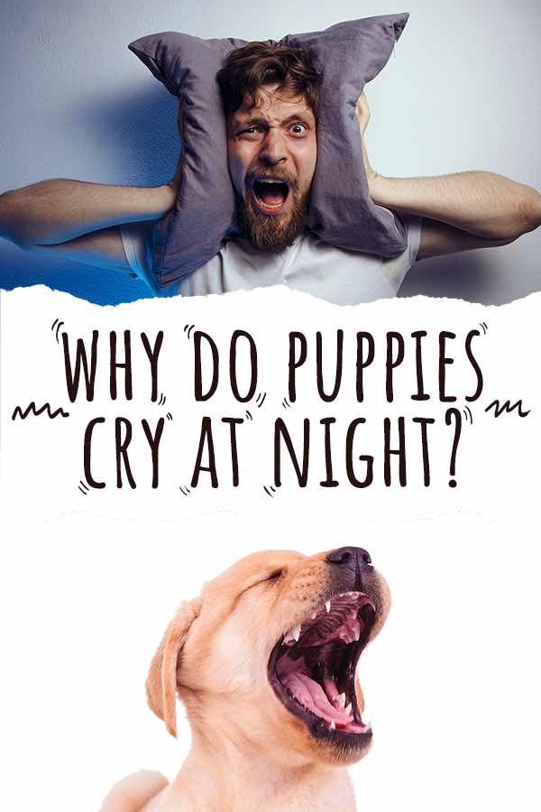 Why Do Puppies Cry At Night? Solving Crate Training Problems