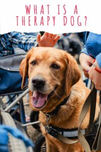 What Is A Therapy Dog? Complete Guide To Animal Assisted Therapy