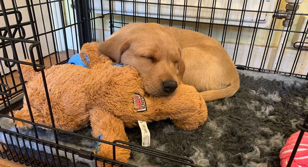 sleeping yellow labrador puppy