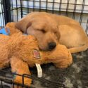 sleeping yellow labrador puppy