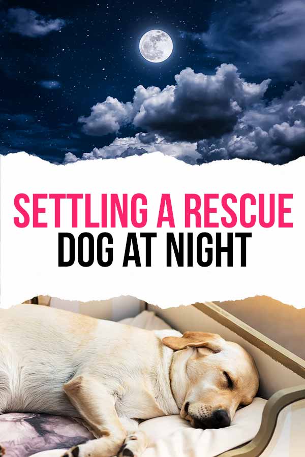 settling a rescue dog at night