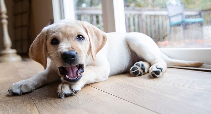 is it ok for a puppy to growl while playing