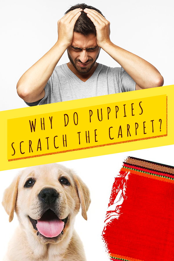 how do i stop my dog scratching the carpet