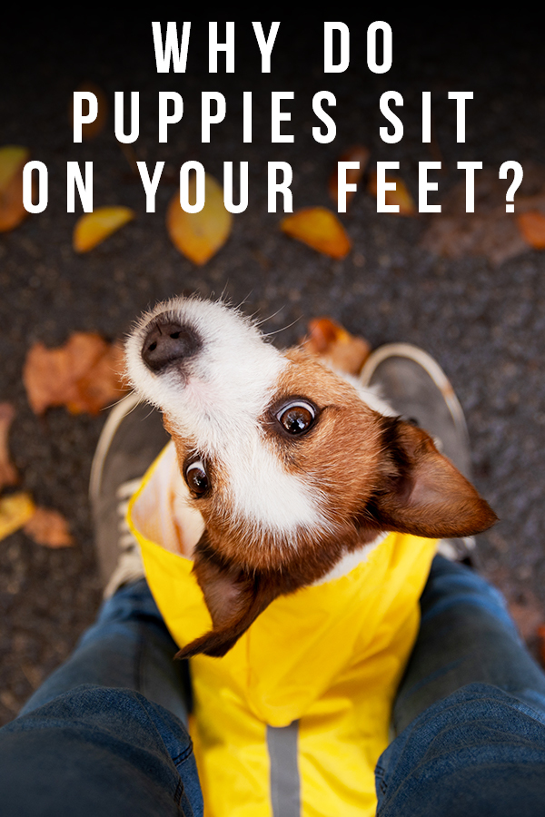 why do dogs sleep on your feet