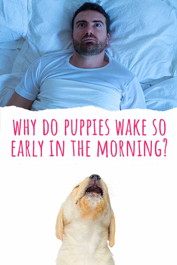 how do you wake a puppy up