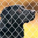 what is a dog run used for