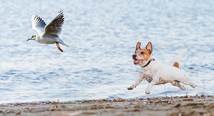 how do you train a high prey drive dog