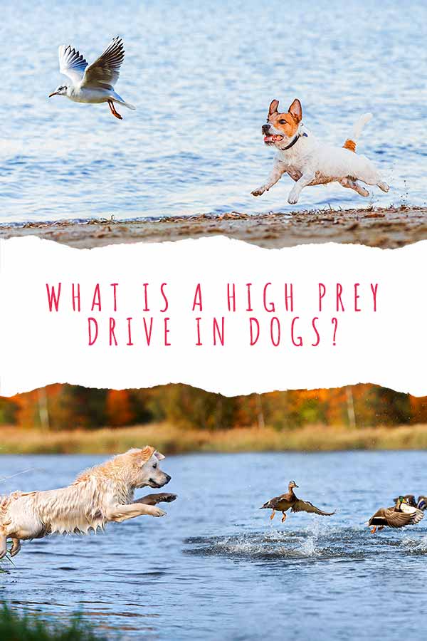 how do you train a dog with high prey drive