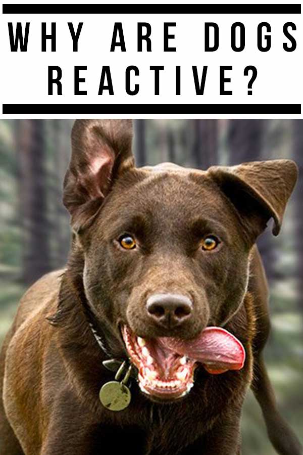 can a reactive dog be cured