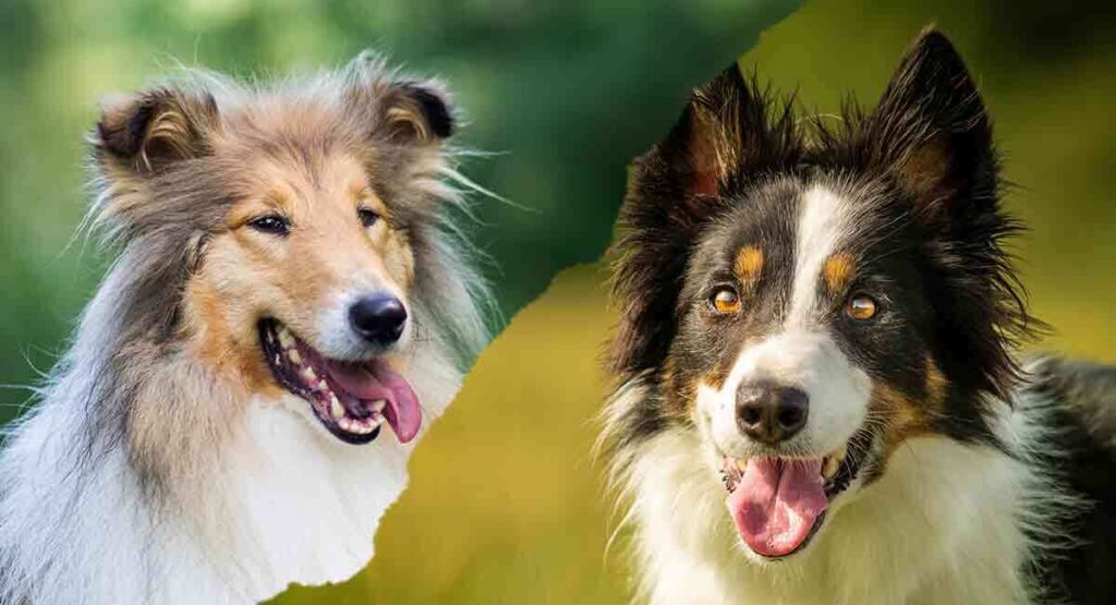 Rough Collie Vs Border Collie - How To Choose Between Them