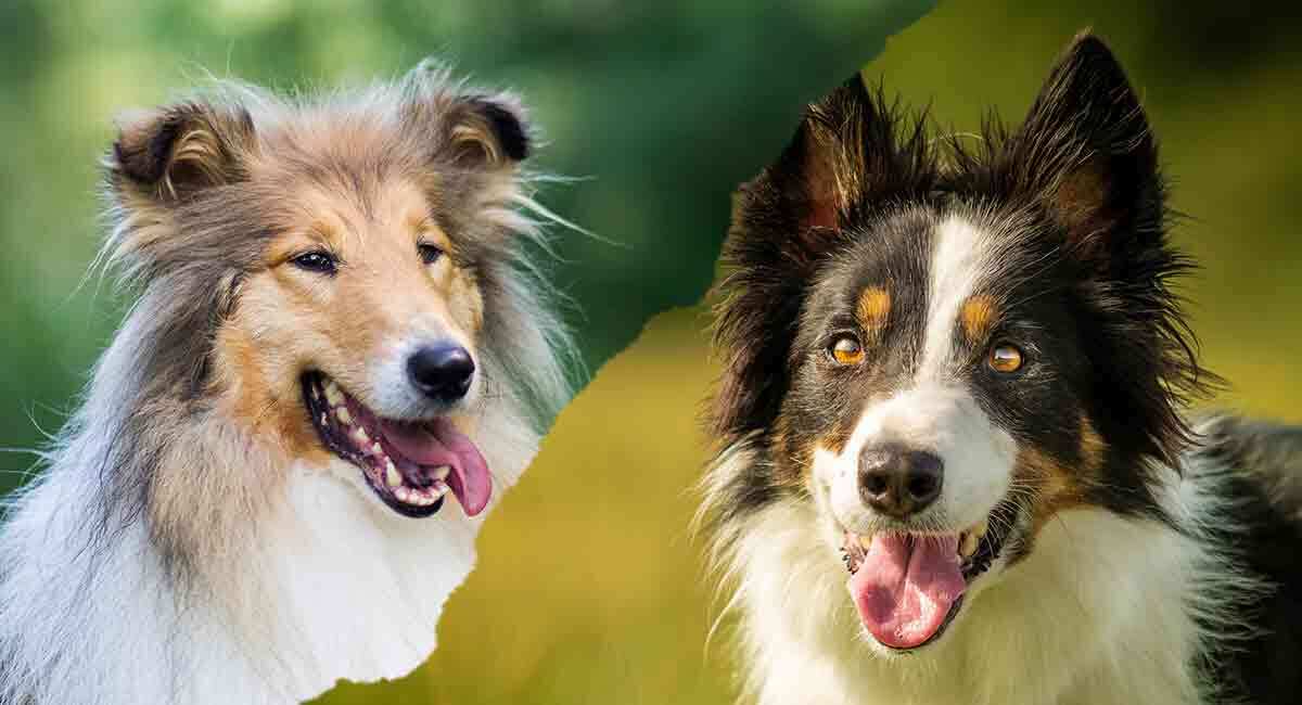 rough collie vs border collie