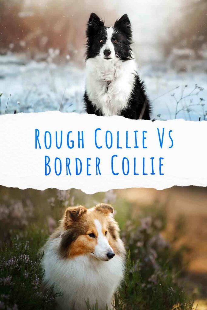 rough collie vs border collie