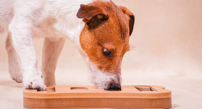 what is a food puzzle for dogs