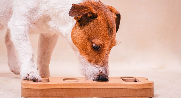 Another simple quick and easy frozen enrichment bowl for the dogs