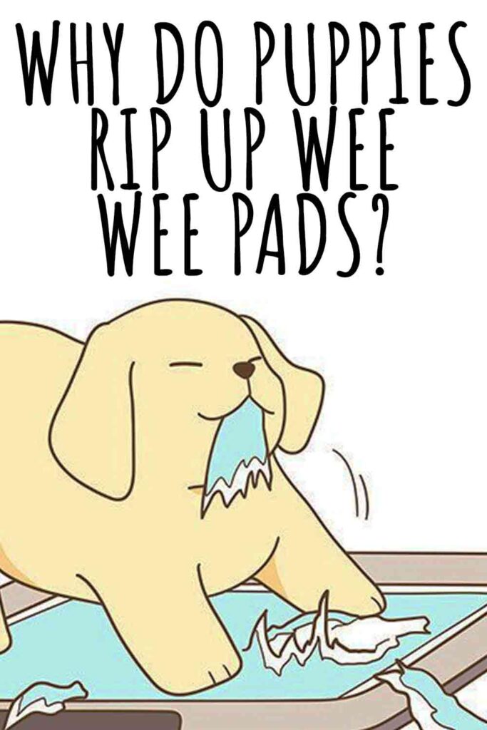 how do i stop my puppy from tearing up pee pads