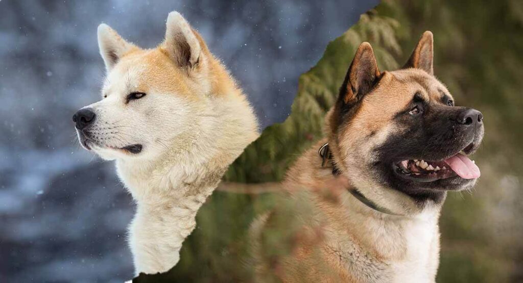 akita temperament how does this large breed behave