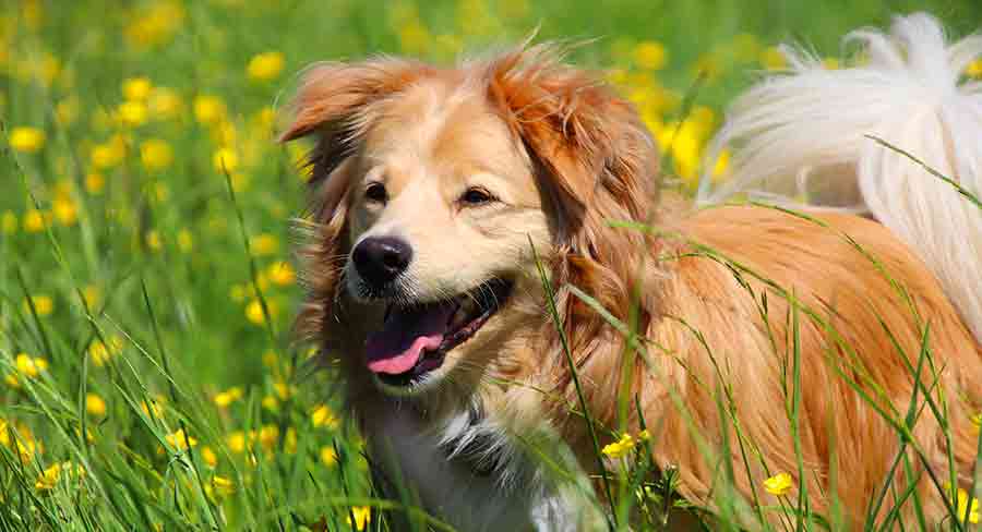 Golden Retriever Corgi Mixed Dog Breed Pictures, Characteristics