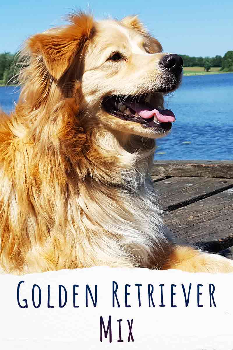 Golden Retriever Mix Dogs Which Will You Fall In Love With