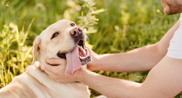 what makes a companion dog