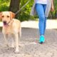 what is the best time to walk a dog