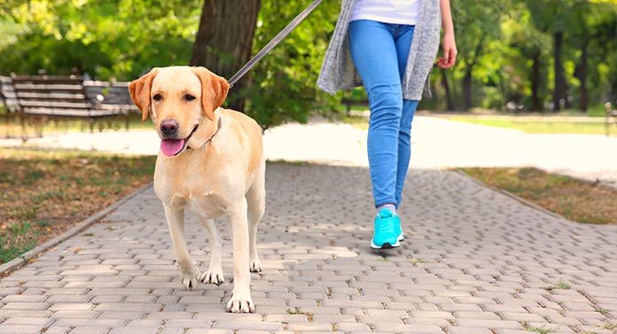 what is the best time to walk a dog