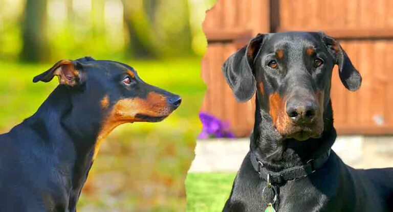 German Pinscher Vs Doberman - Is The Difference More Than Just Size?