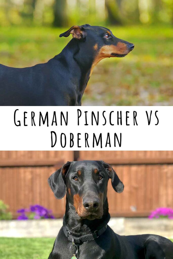 whats the difference between doberman and doberman pinscher