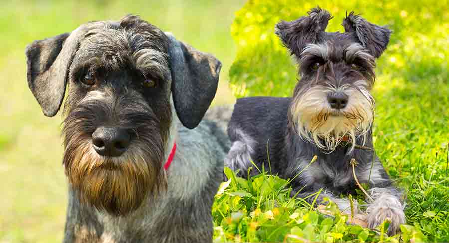 Standard best sale schnauzer height