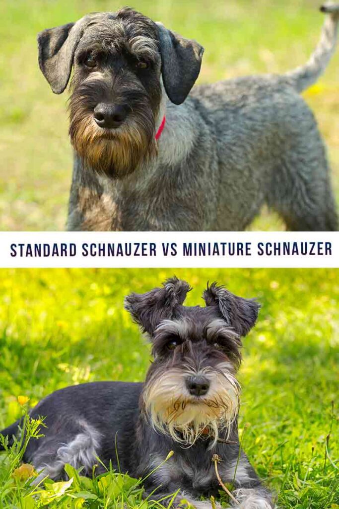 are standard schnauzers as cuddly as miniature schnauzer